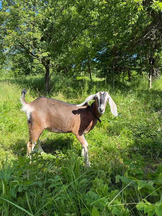 Козочка англо нубийская