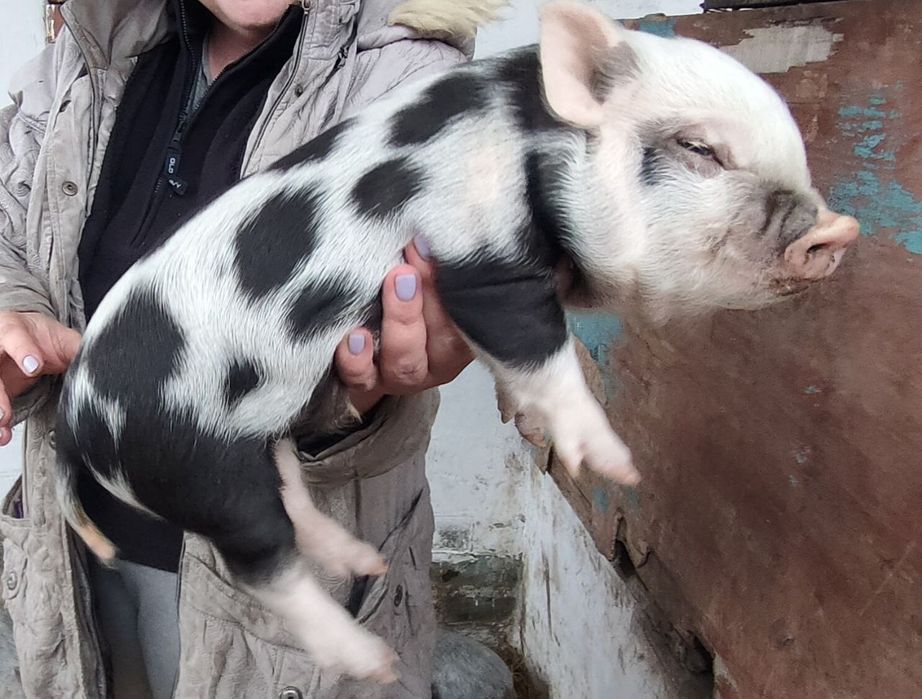 Вьетнамськи поросята