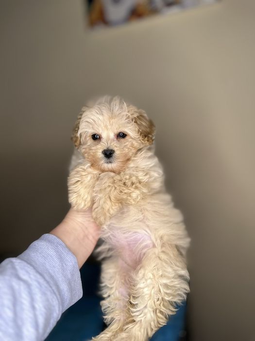 Мальтіпу міні. Мальтипу собачки міні . Лагідні та з чіпом.