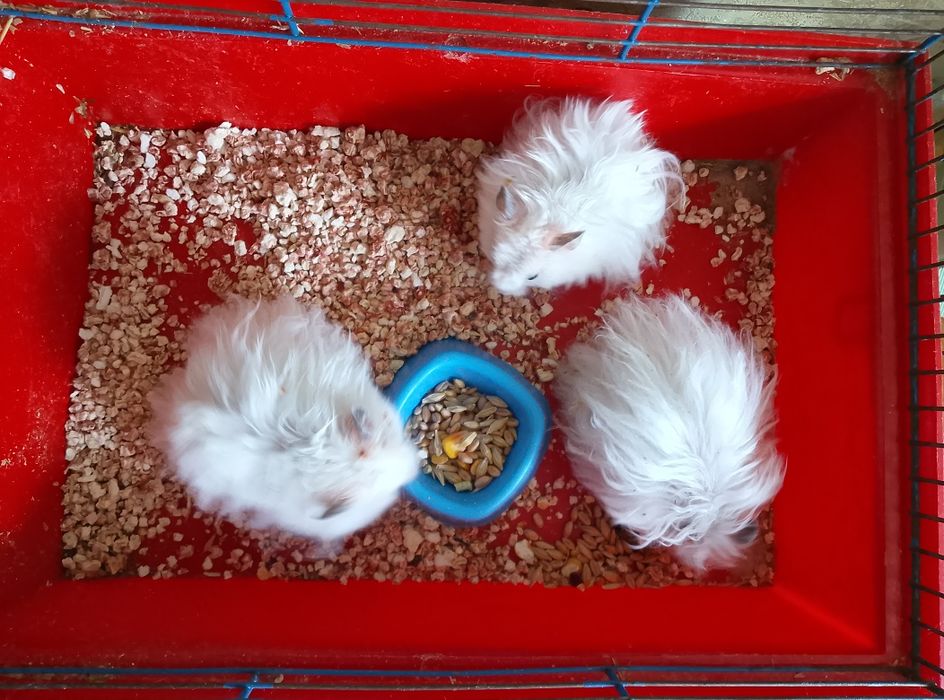 Королевский хомяк