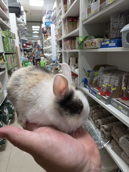 Królik Teddy w Gruby Kocur sklep zoologiczny ul. Leska 2