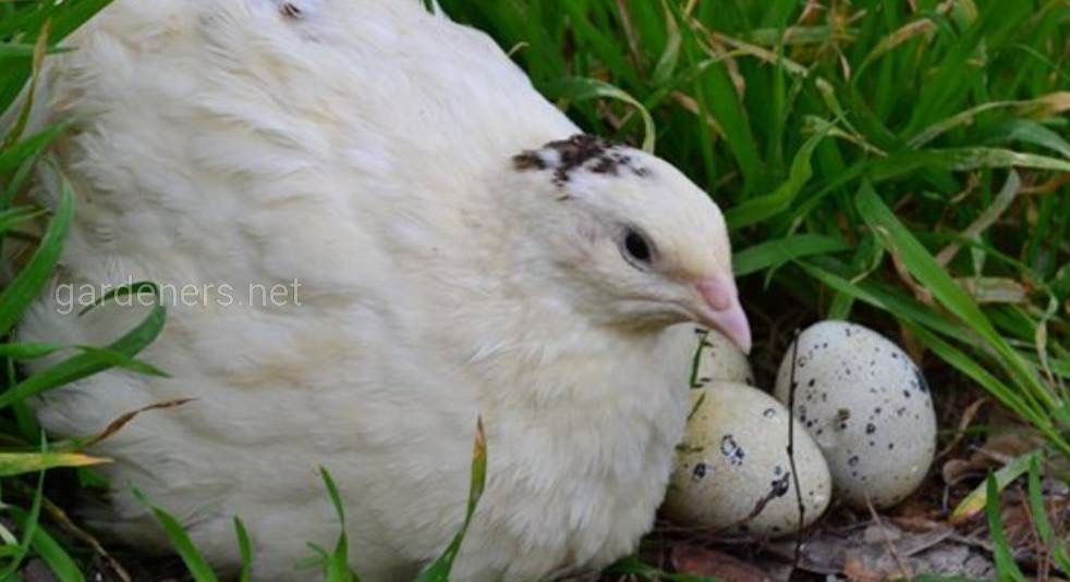 Інкубаційне яйце перепіл Техасця