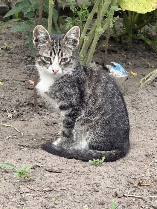 Котики шукають свою  домівку