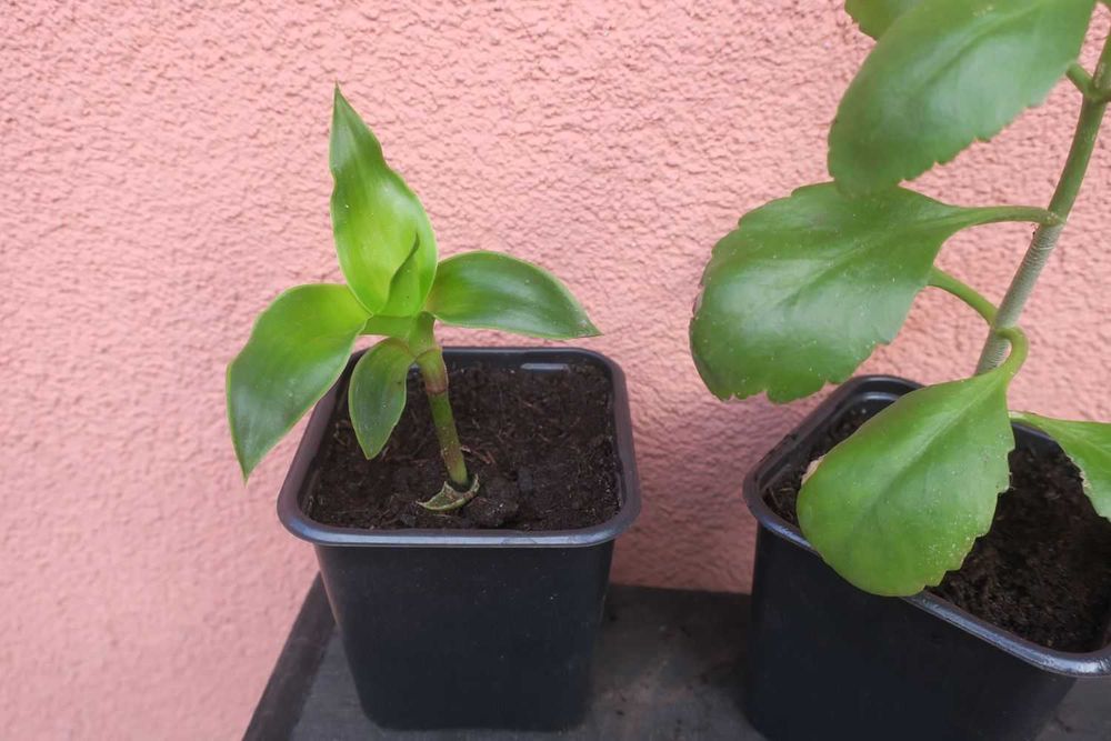 Zestaw rośliny Złoty wąs Callisia Fragrans Żyworódka Pinnata Kalanchoe