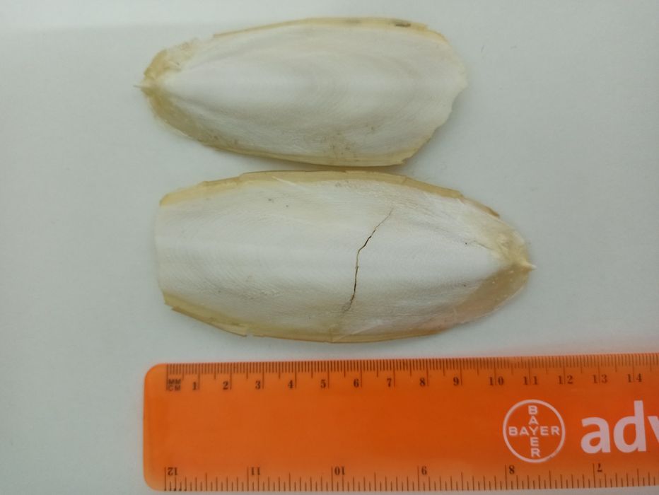 Osso de choco para aves, répteis e peixes ou até plantas