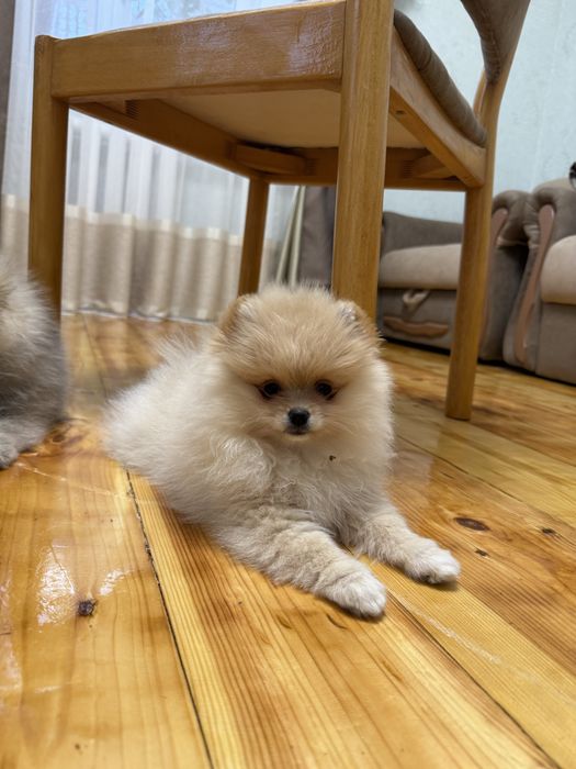 Померанчький шпіц тип мішка дівчинка