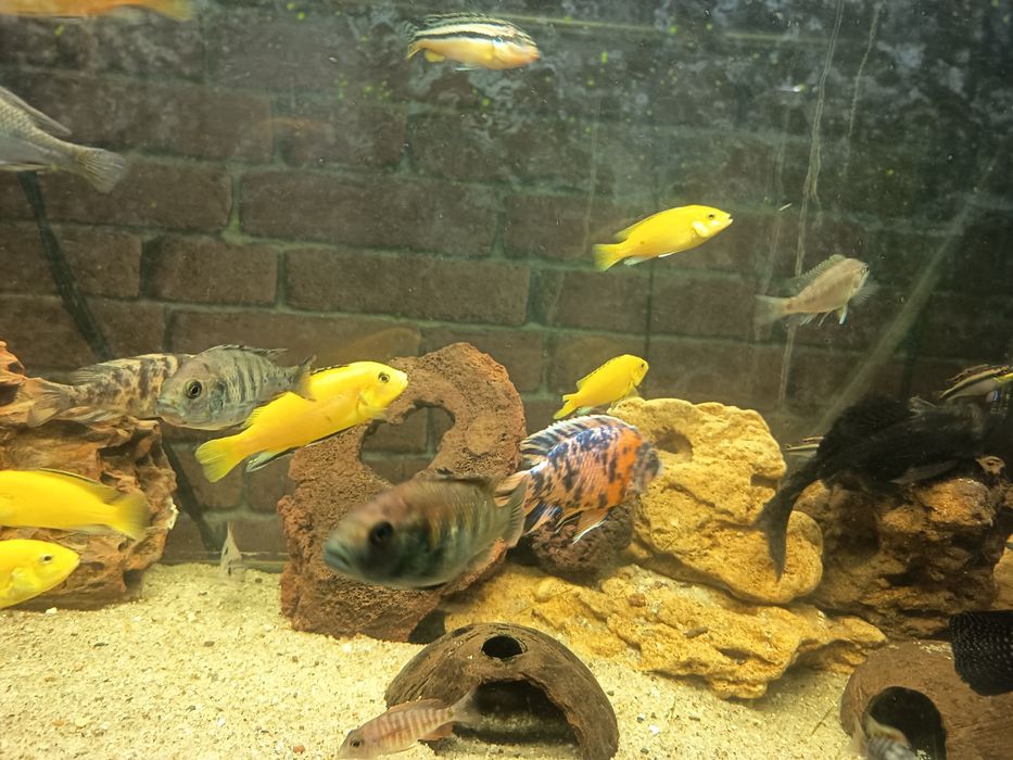 Ciclídeos Labidochromis caeruleus