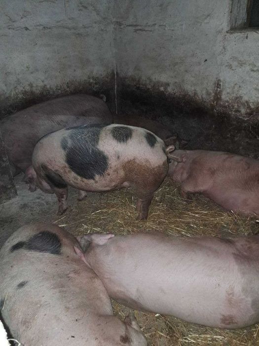 Продам свині 180-200 кг. 90грн
