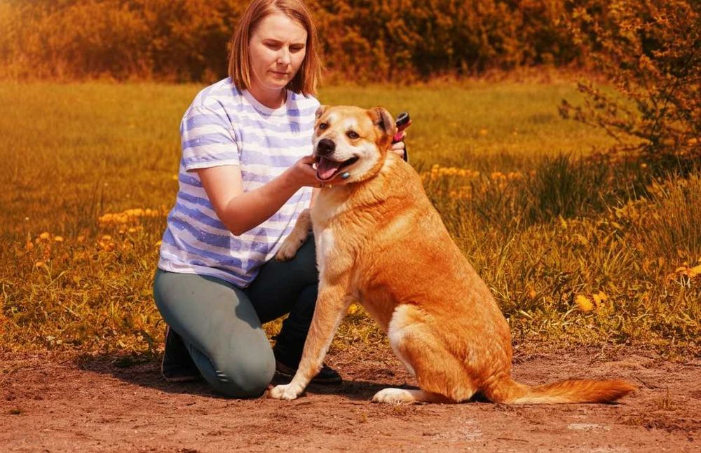 ARAN - piękny, energiczny pies prosi o dom