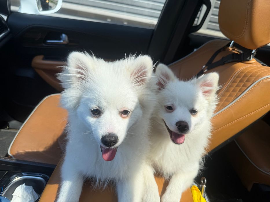 Sprzedam szpic pomeranian
