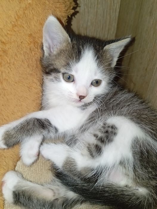 Пропоную муркотливого котика