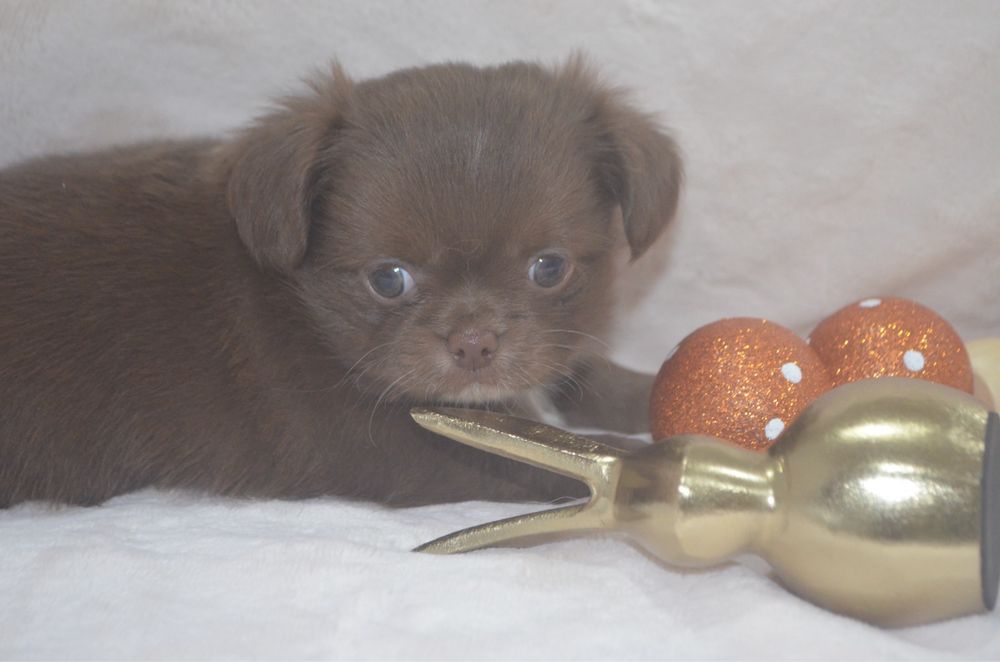 Chihuahua macho pelo comprido