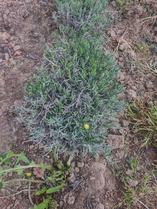 Świerk Biały Conica Lawenda