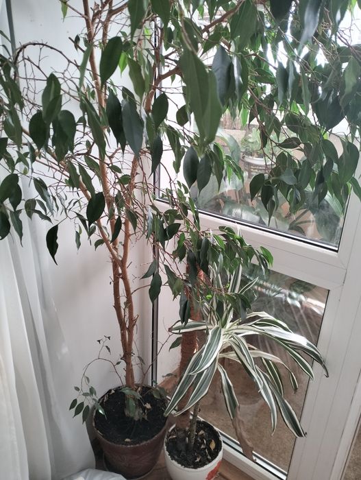 Продам домашние растения