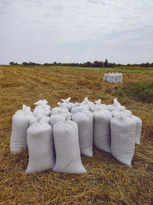 Продам зерно (ОВЕС)