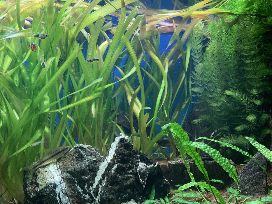 Rośliny do akwarium