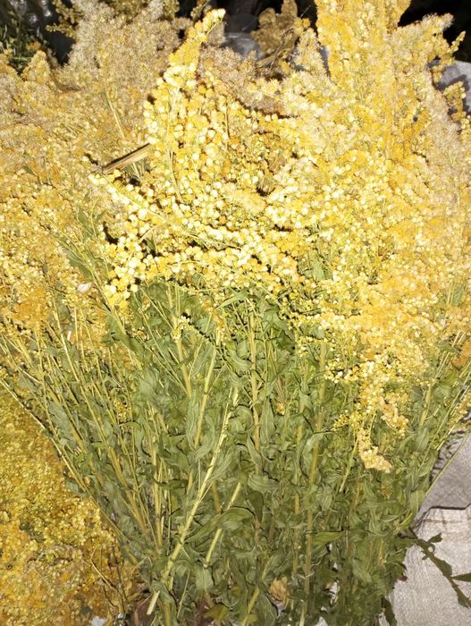 Золотарник , материнка