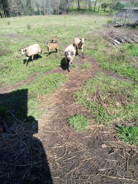 Vendo ovelhas e crias
