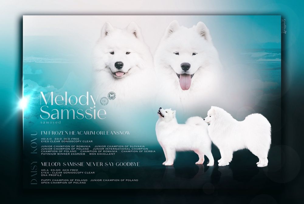 Samoyed szczeniak