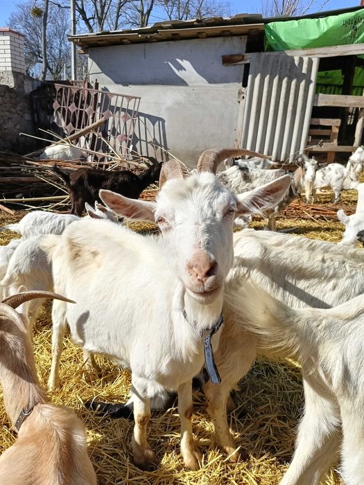 Продам: дійні кози і козенята