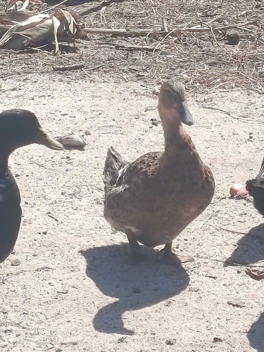 Casal de Patos cayugas