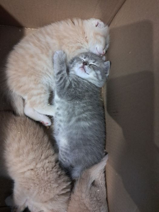 Кошенята шотландські висловухі