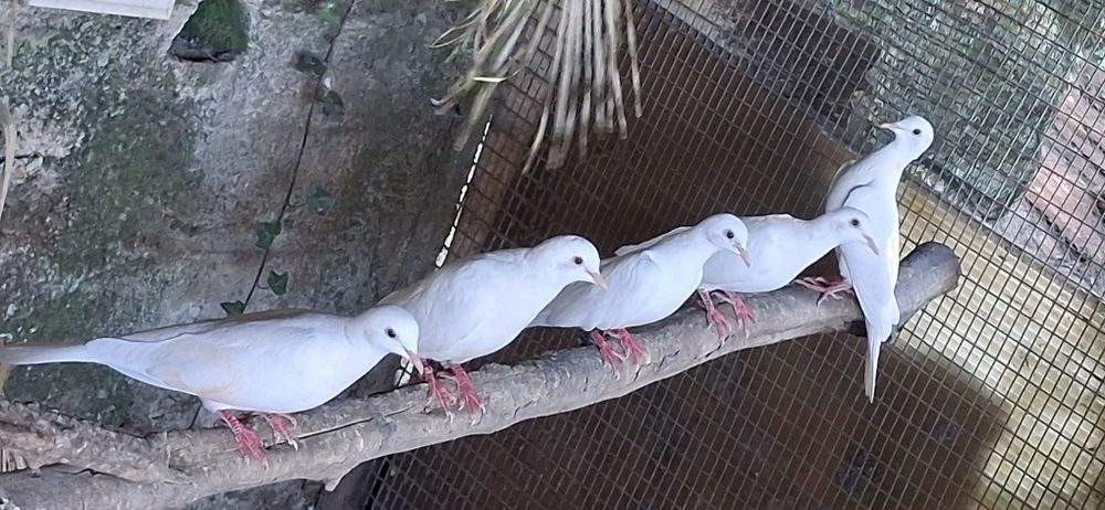 Rolas domésticas brancas