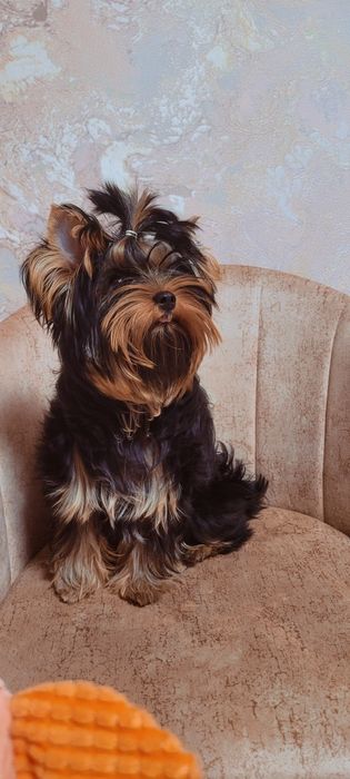 Йорк, 9 місяців, дівчинка