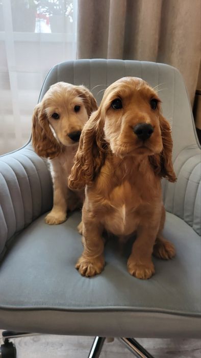 цуценята Кокер-спанієль! грайливі і люблючі)