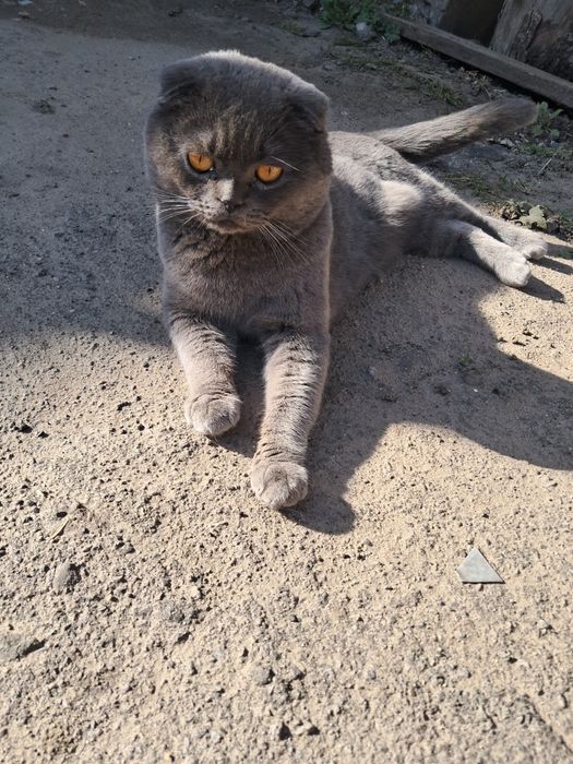 В'язка.Весловухий британець