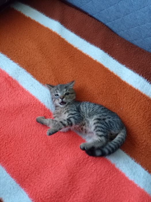 Kotek do adopcji Dyzio