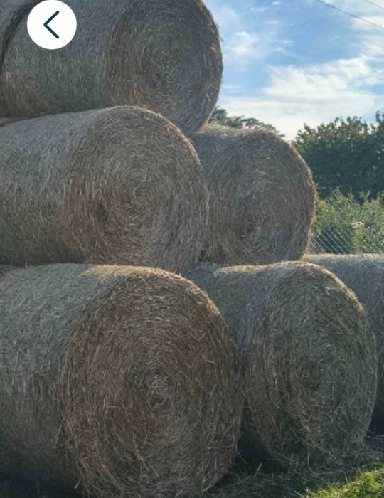 Sprzedam słome w balotach