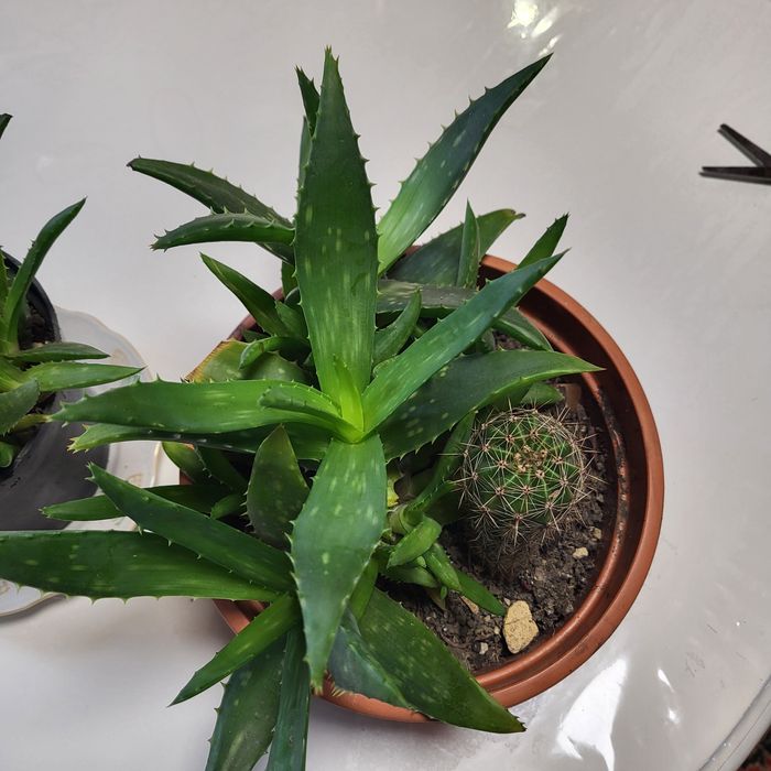 Продається алое різних розмірв