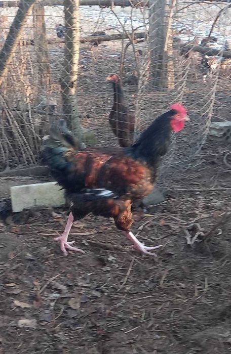 Продам півні породи Лівнгська ситцева