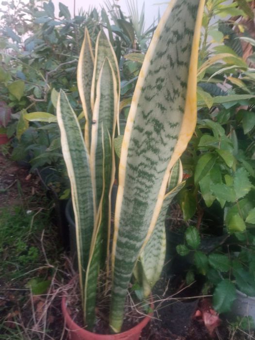 Planta espada de São Jorge em vaso