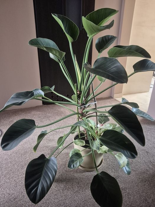 Piękny filodendron Green Princess 115 cm