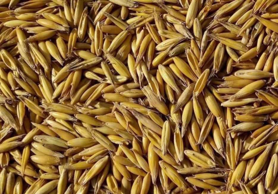 Pszenica pszenżyto owies