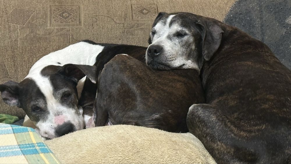 Просимо небайдужих людей приютити двох собак!