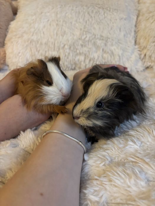 Świnki morskie samce wraz z klatką