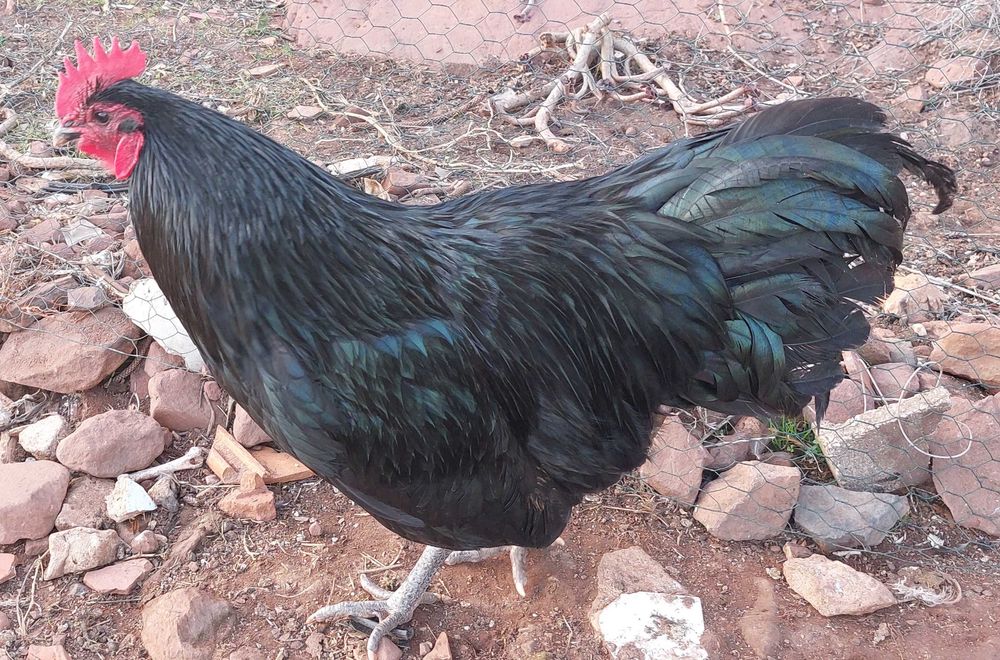 Galos e FrangOS e FrangAS do Campo