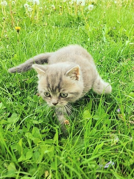 Шотландський хлопчик