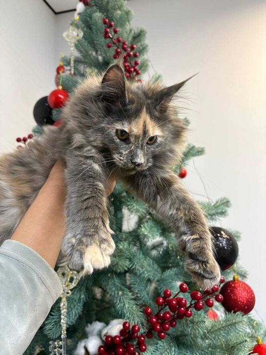 Мейн-Кун Дівчинка Зі Щепленнями Та Доставкою