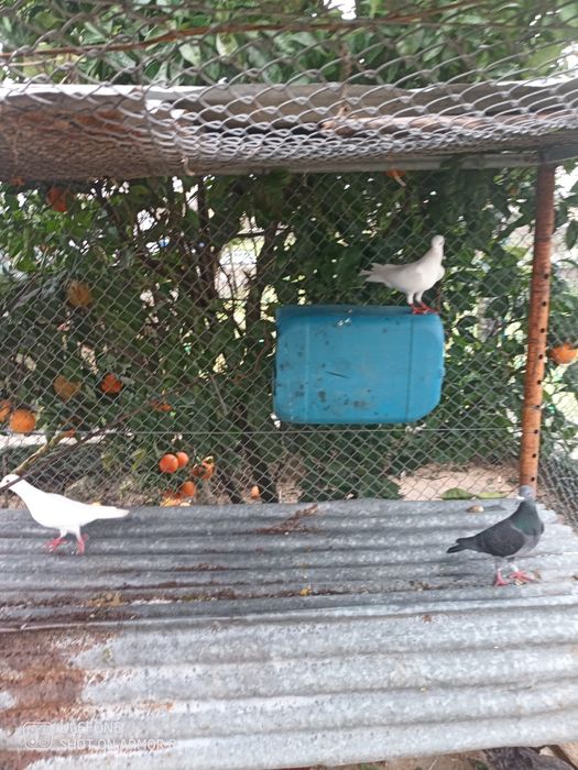 Vendo 3 pombos correios machos