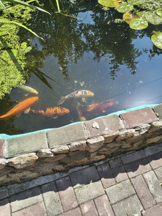 Karp koi kolorowe