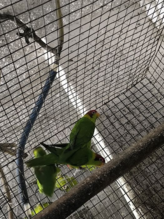 Papagaio Cinzento e vários Loris