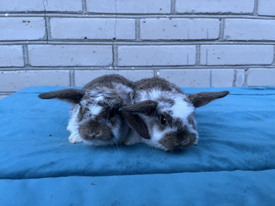 Karzełek Baranek/Mini Lop - Rodowód/Metryka Królik Króliki