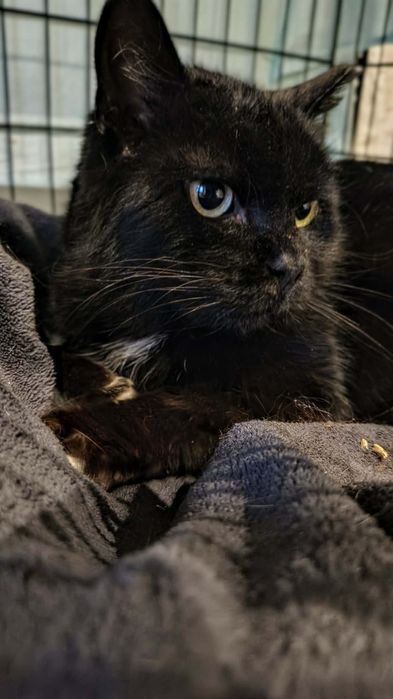 Nieśmiała Łapka w poszukiwaniu domu tymczasowego