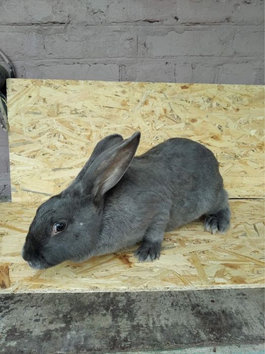 Кролики живі та тушки