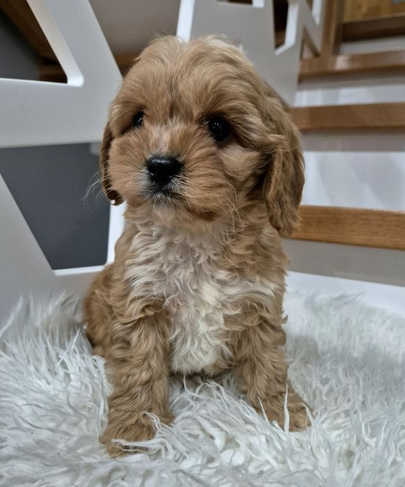 Cavapoo Sunia  gotowa  do odbioru