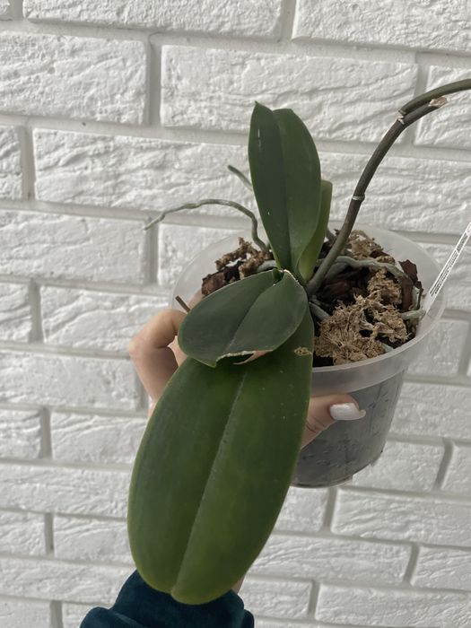 Орхідея Луна Роса метелик